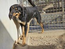 MODHU, Hund, Mischlingshund in Italien - Bild 24