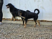 MODHU, Hund, Mischlingshund in Italien - Bild 25