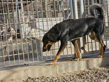 MODHU, Hund, Mischlingshund in Italien - Bild 26