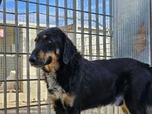 MODHU, Hund, Mischlingshund in Italien - Bild 27