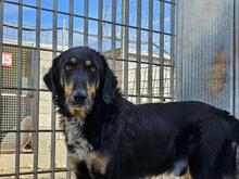 MODHU, Hund, Mischlingshund in Italien - Bild 29