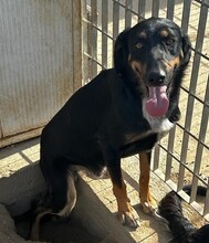 MODHU, Hund, Mischlingshund in Italien - Bild 7