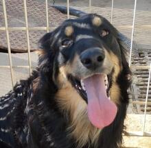 MODHU, Hund, Mischlingshund in Italien - Bild 8