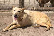 WALKER, Hund, Mischlingshund in Portugal - Bild 6