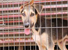 OSCAR2, Hund, Mischlingshund in Italien - Bild 12