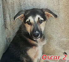 OSCAR2, Hund, Mischlingshund in Italien - Bild 13