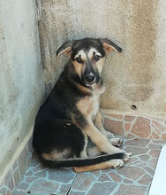 OSCAR2, Hund, Mischlingshund in Italien - Bild 14