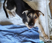 OSCAR2, Hund, Mischlingshund in Italien - Bild 15