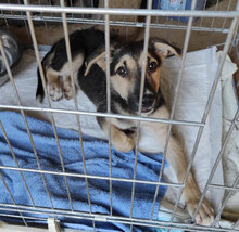 OSCAR2, Hund, Mischlingshund in Italien - Bild 16