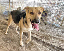 OSCAR2, Hund, Mischlingshund in Italien - Bild 6