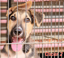 OSCAR2, Hund, Mischlingshund in Italien - Bild 8