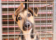 OSCAR2, Hund, Mischlingshund in Italien - Bild 9