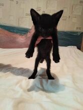 AHIL, Katze, Europäisch Kurzhaar in Bulgarien - Bild 1