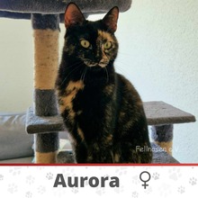 AURORA, Katze, Europäisch Kurzhaar in Kalefeld - Bild 1