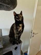 AURORA, Katze, Europäisch Kurzhaar in Kalefeld - Bild 2