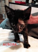 AURORA, Katze, Europäisch Kurzhaar in Kalefeld - Bild 4