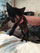 AURORA, Katze, Europäisch Kurzhaar in Kalefeld - Bild 5