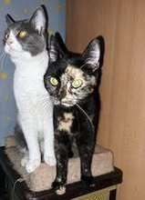 AURORA, Katze, Europäisch Kurzhaar in Kalefeld - Bild 8