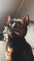 AURORA, Katze, Europäisch Kurzhaar in Kalefeld - Bild 9