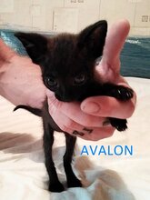 AVALON, Katze, Europäisch Kurzhaar in Bulgarien - Bild 1