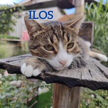 ILOS, Katze, Europäisch Kurzhaar in Rott - Bild 1