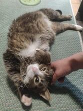 ILOS, Katze, Europäisch Kurzhaar in Rott - Bild 3