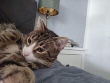 ILOS, Katze, Europäisch Kurzhaar in Rott - Bild 5