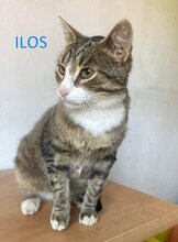ILOS, Katze, Europäisch Kurzhaar in Rott - Bild 9