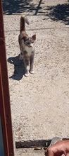 IVA, Katze, Europäisch Kurzhaar in Bosnien und Herzegowina - Bild 2