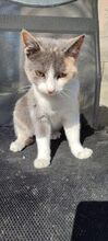 IVA, Katze, Europäisch Kurzhaar in Bosnien und Herzegowina - Bild 3