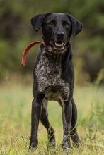 CLEO, Hund, Mischlingshund in Bulgarien - Bild 1