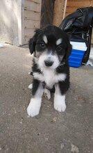BEN, Hund, Mischlingshund in Bulgarien - Bild 1
