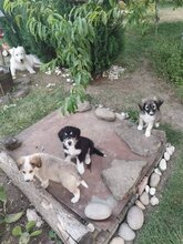 BEN, Hund, Mischlingshund in Bulgarien - Bild 4