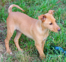 NELSON, Hund, Mischlingshund in Portugal - Bild 1
