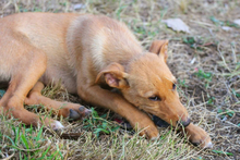 NELSON, Hund, Mischlingshund in Portugal - Bild 3