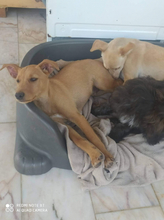 NELSON, Hund, Mischlingshund in Portugal - Bild 4