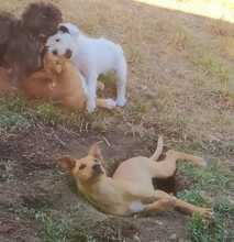 NELSON, Hund, Mischlingshund in Portugal - Bild 6