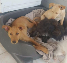 NELSON, Hund, Mischlingshund in Portugal - Bild 9
