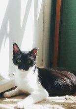 NIKO, Katze, Hauskatze in Bulgarien - Bild 2