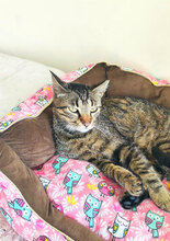 AMY, Katze, Hauskatze in Bulgarien - Bild 3
