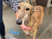 TONY, Hund, Galgo Español in Spanien - Bild 1