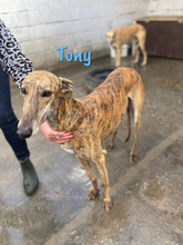 TONY, Hund, Galgo Español in Spanien - Bild 2