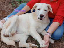 SUSANA, Hund, Mischlingshund in Spanien - Bild 1