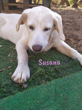 SUSANA, Hund, Mischlingshund in Spanien - Bild 13