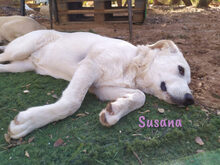 SUSANA, Hund, Mischlingshund in Spanien - Bild 14