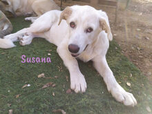 SUSANA, Hund, Mischlingshund in Spanien - Bild 16