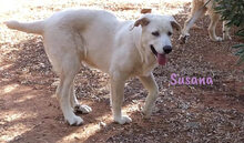 SUSANA, Hund, Mischlingshund in Spanien - Bild 17