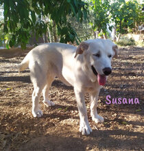 SUSANA, Hund, Mischlingshund in Spanien - Bild 19