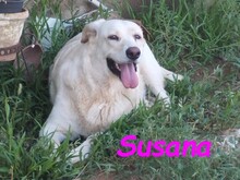 SUSANA, Hund, Mischlingshund in Spanien - Bild 5