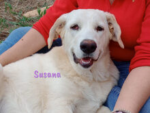 SUSANA, Hund, Mischlingshund in Spanien - Bild 7